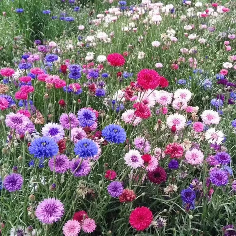 矢车菊花种孑易活翠菊波斯菊百日菊庭院花海四季播种开花卉种籽子