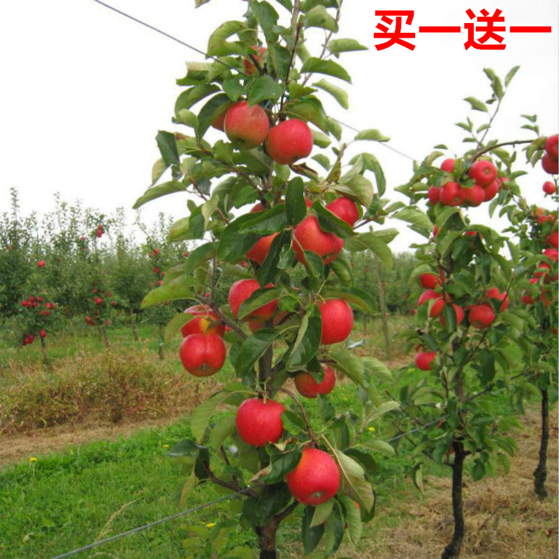 首页 下载app                          龙丰果树苗东北小苹果龙