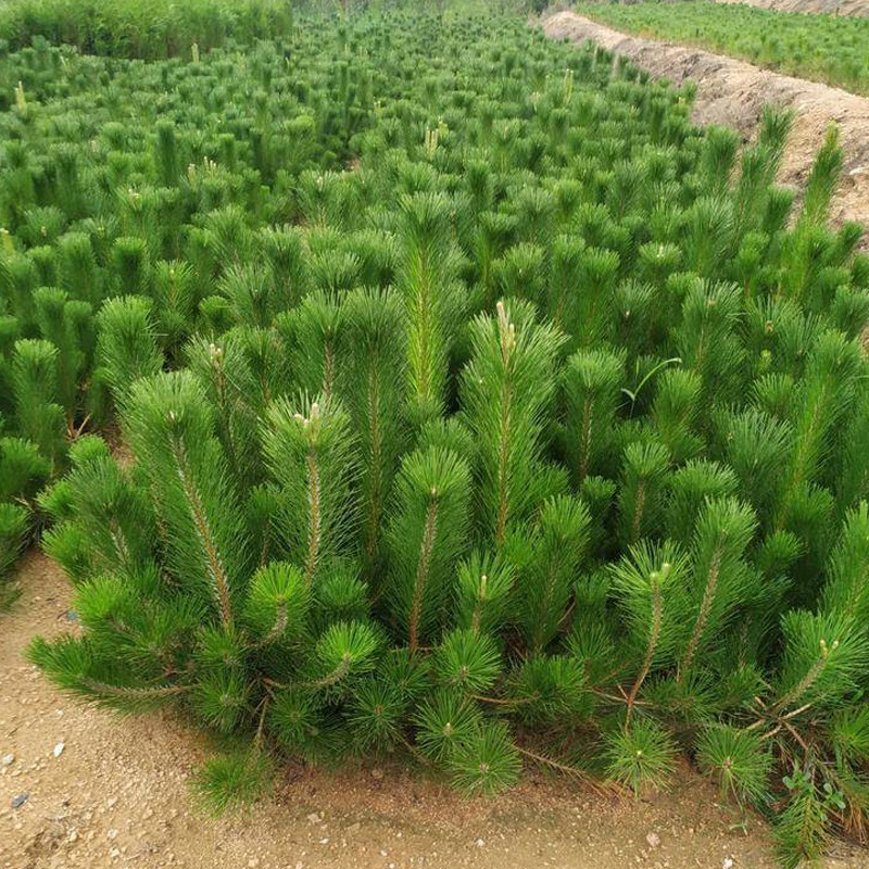 绿化苗木黑松小苗庭院耐寒大风景树黑松树苗四季常青盆景雪松树苗