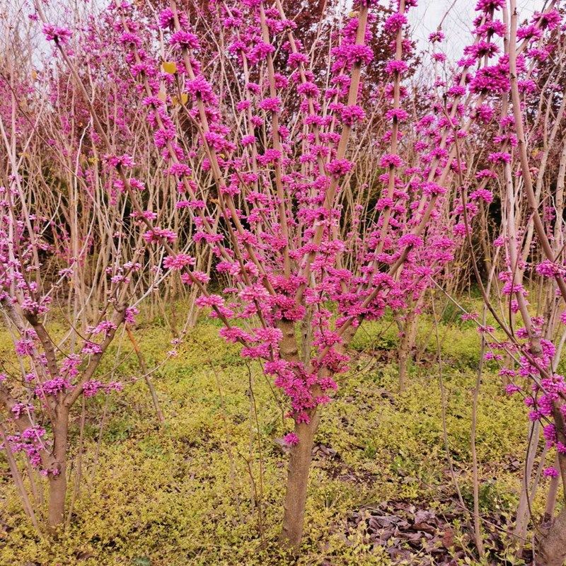 8天猫新品紫荆花树苗庭院别墅植物紫荆花苗耐寒四季花卉绿化工程苗