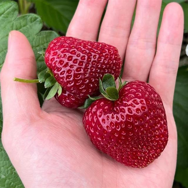 新品种黑珍珠草莓苗盆栽地栽南北方阳台种植耐寒真红美玲当年结果