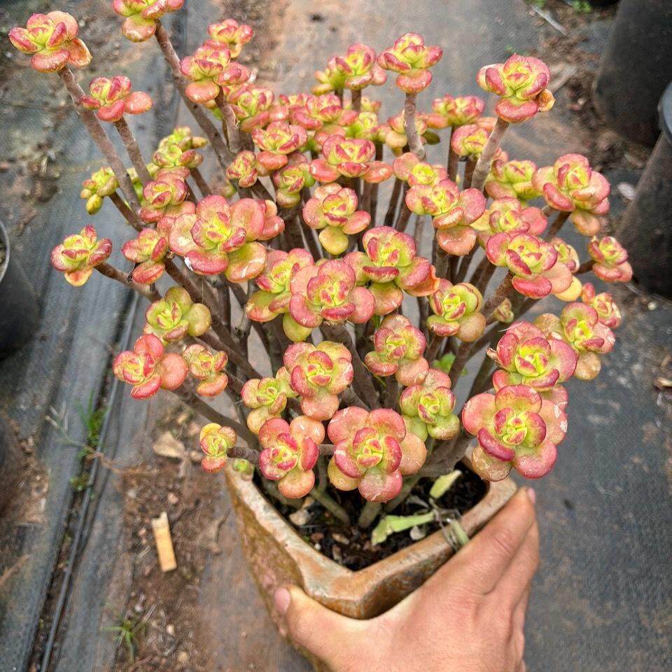 小geq叶肉红梅多红梅多肉丸叶红景梅小吉姆多肉办公室件绿植观植