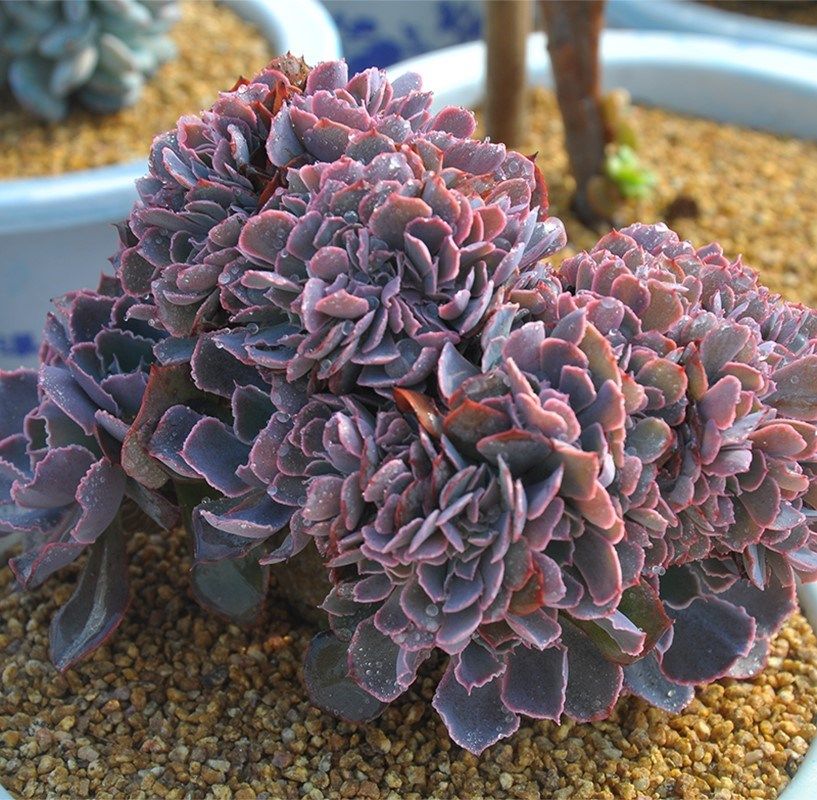 紫阳阳之群生老桩多肉植物景天一物一拍绿植多肉植物