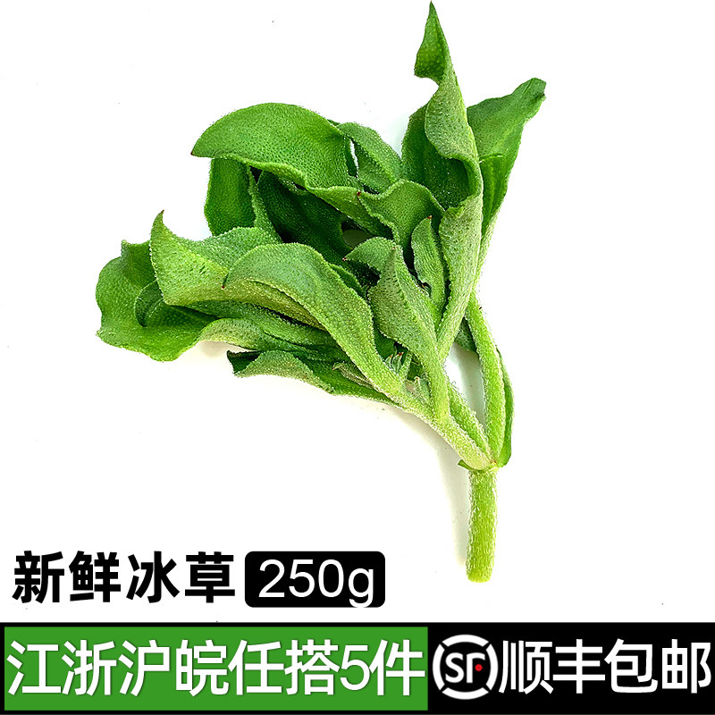 冰菜冰草蔬菜新鲜