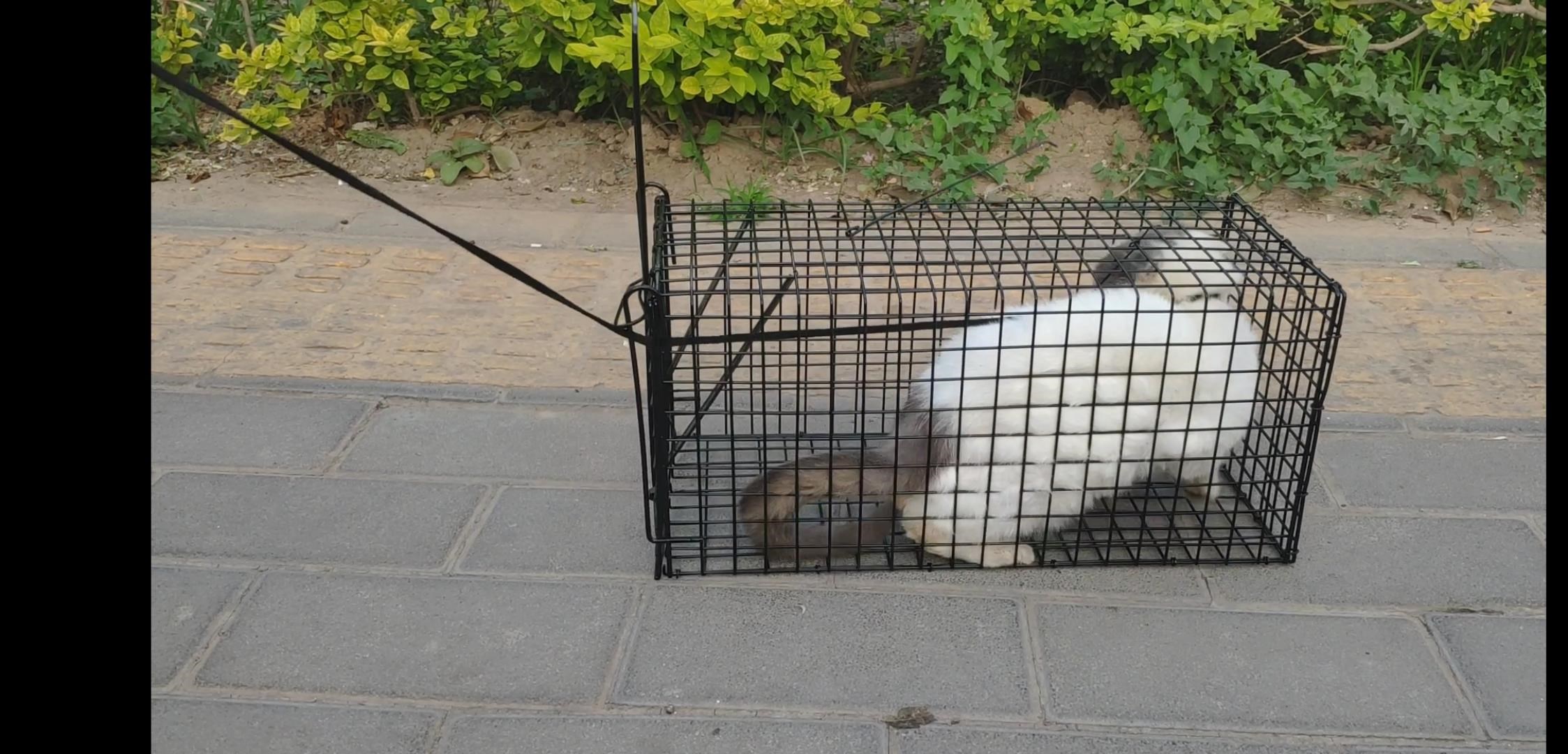 捉猫笼捕猫笼捕猫器