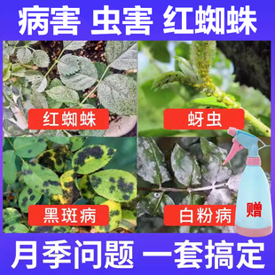 月季花病虫害常用药吡虫啉防黑斑病白粉病蚜虫红蜘蛛专用杀虫剂药