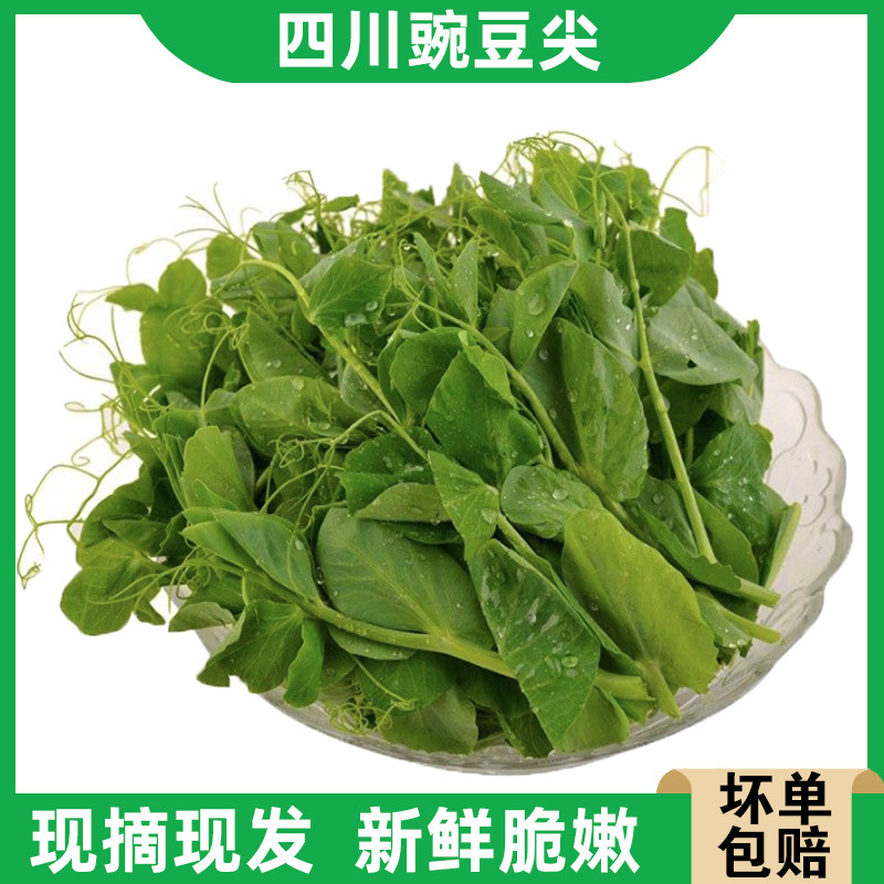 四川豌豆尖新鲜蔬菜3斤现摘现发应季时令豌豆苗煮汤下火锅青叶菜