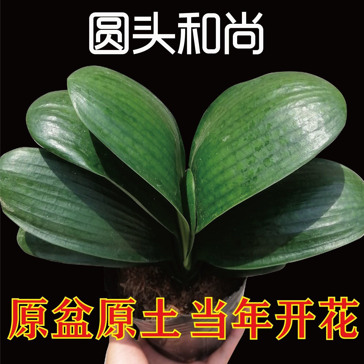 君子兰净化绿植空气圆头短叶元宝ins植物宽叶花卉