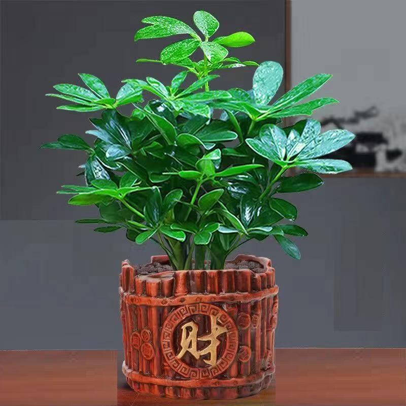 四季常青发财树小盆景鸭脚木盆栽室内绿植客厅阳台植物原土盆发货