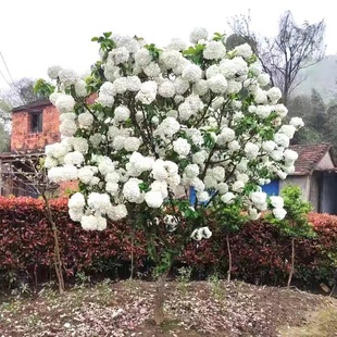 中华斗球木本绣球花苗盆栽白色大花绣球马球花卉庭院景观植物