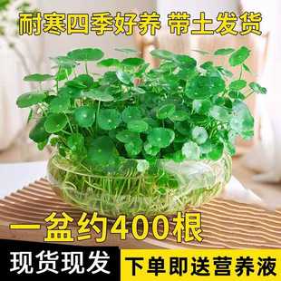 带叶铜钱草水培植物办公室内盆栽客厅桌面绿植花卉趣味水养金钱草