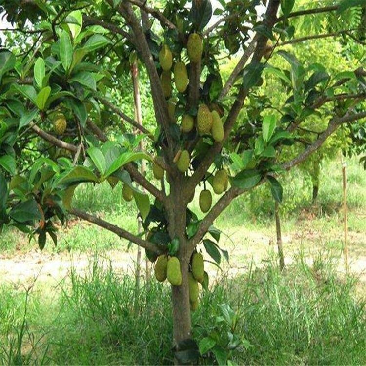 榴莲树苗南方种植北方种植当年结果嫁接金枕头种子苗榴莲树水果苗