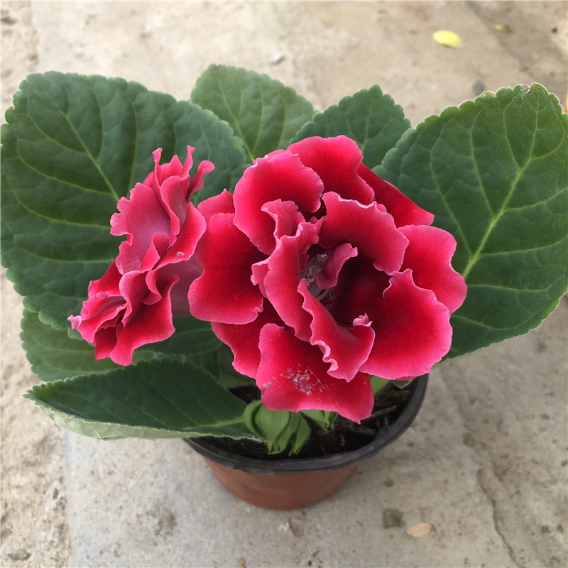 重瓣大岩桐盆栽耐寒好养富贵芙蓉花观花植物耐阴花卉带花发货