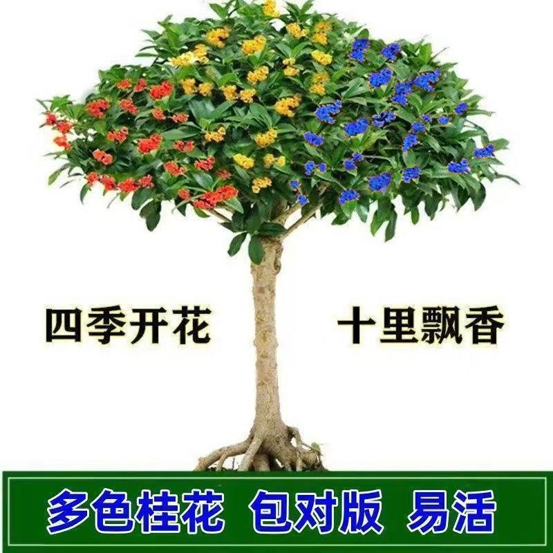 浓香桂花树苗四季桂盆栽室内阳台八月桂花金桂大树庭院地栽花卉