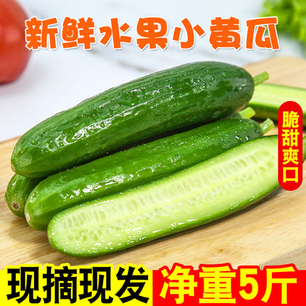 山东新鲜水果小黄瓜荷兰无刺脆嫩青瓜时令蔬菜生吃整箱5斤包邮