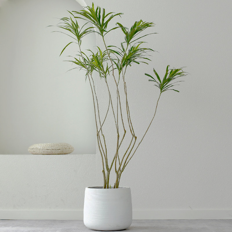 细叶百合竹造型大型盆栽北欧风绿植龙血树室内客厅大植物净化空气