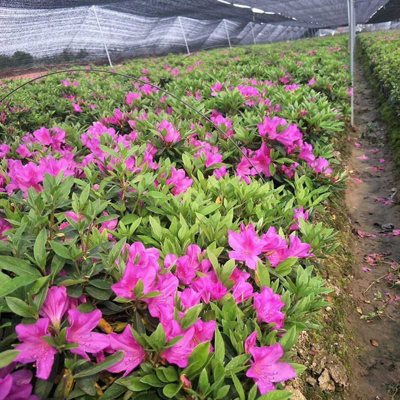 风畔花卉旗舰店的优惠券大全