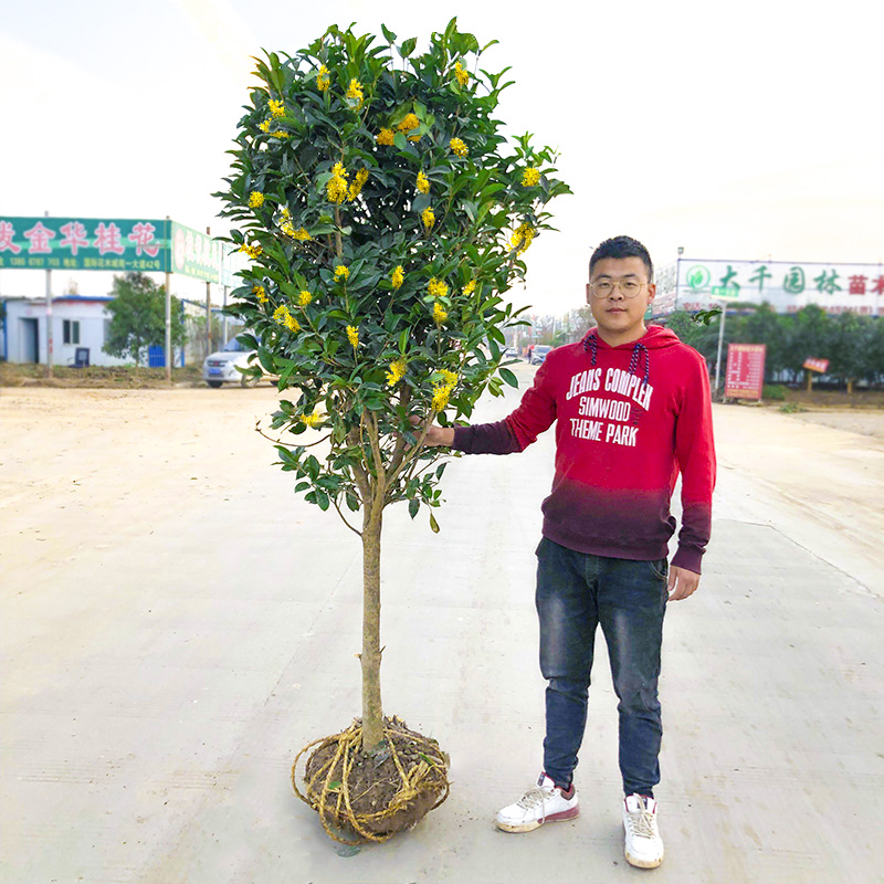 花卉苗