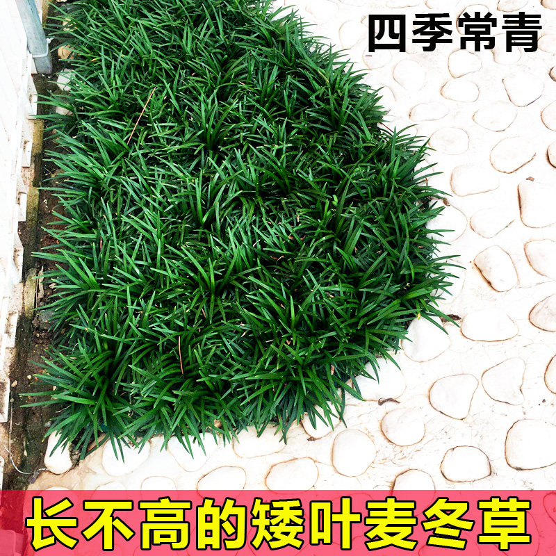 麦冬草苗排行榜