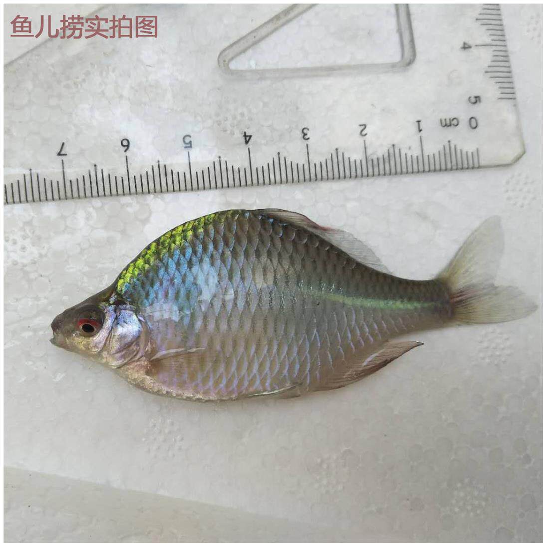 鱼苗鳑鲏水鱼皮鱼鱼缸观赏鱼宠物观赏淡水鱼光鱼鱼