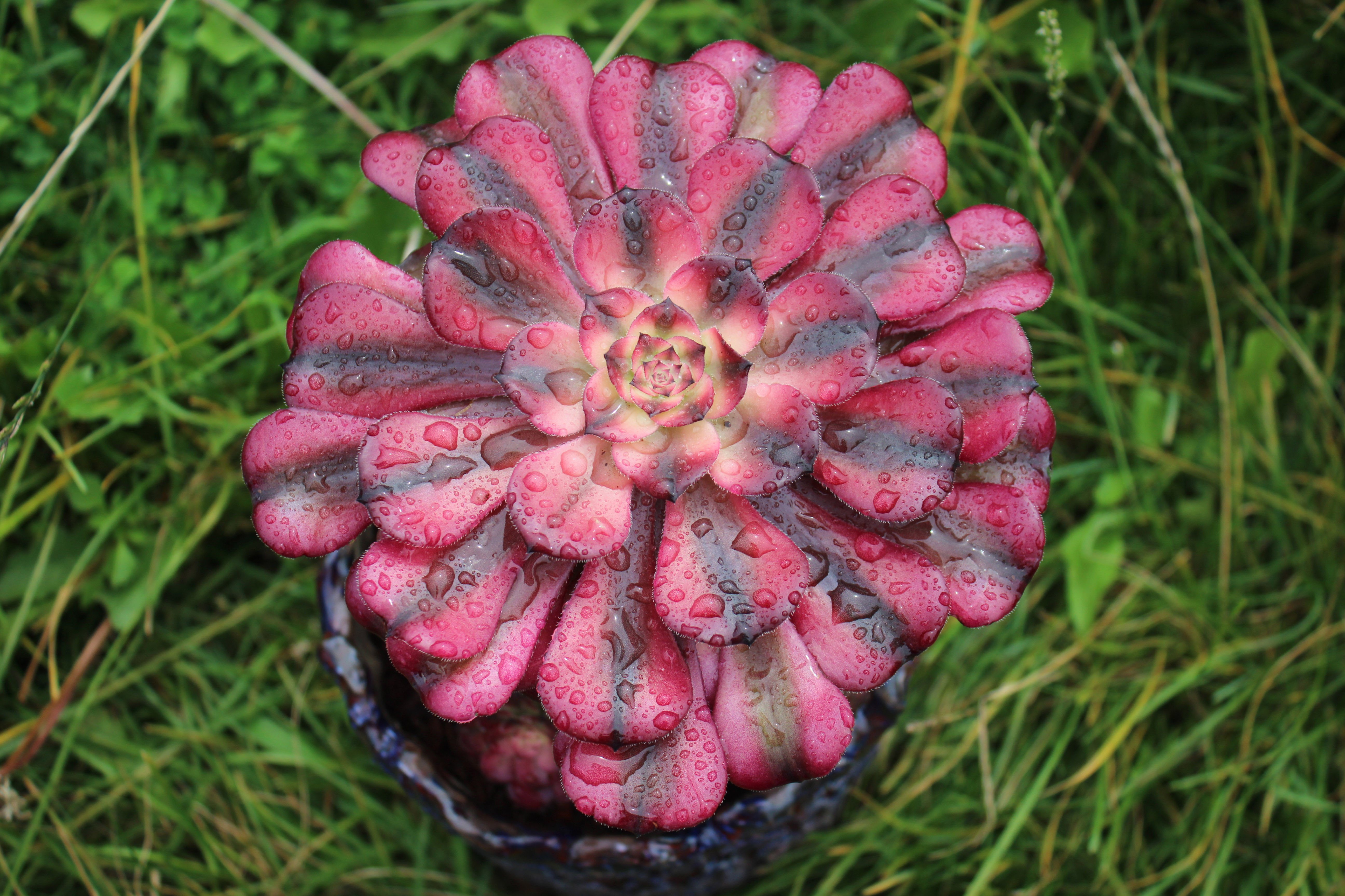 法师红颜多肉植物老桩缀化花盆美杜莎红腹轮水墨画多肉植物