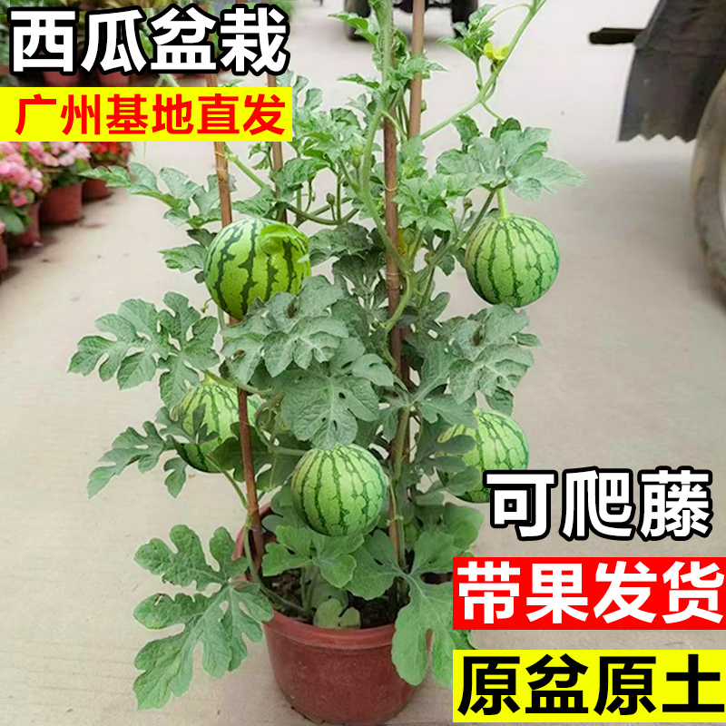 西瓜带果盆栽可食用麒麟瓜四季阳台庭院好养可爬藤植物盆景花卉苗