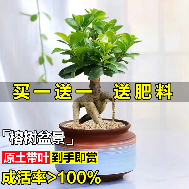 榕树盆景室内客厅绿植老桩树苗小叶榕盆栽耐寒造型四季常青植物花