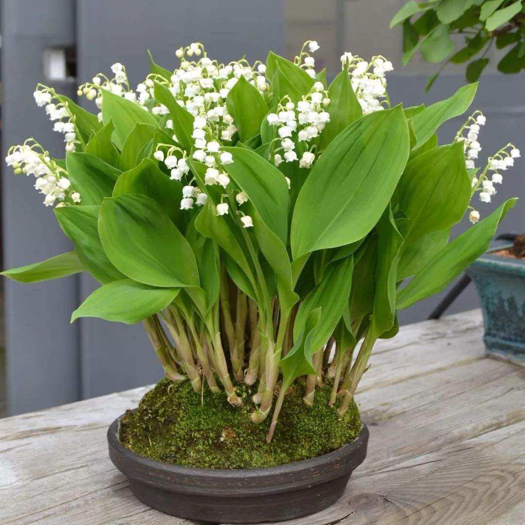 铃兰带芽发货浓香型花卉四季开花室内阳台庭院观赏花好养易成活花