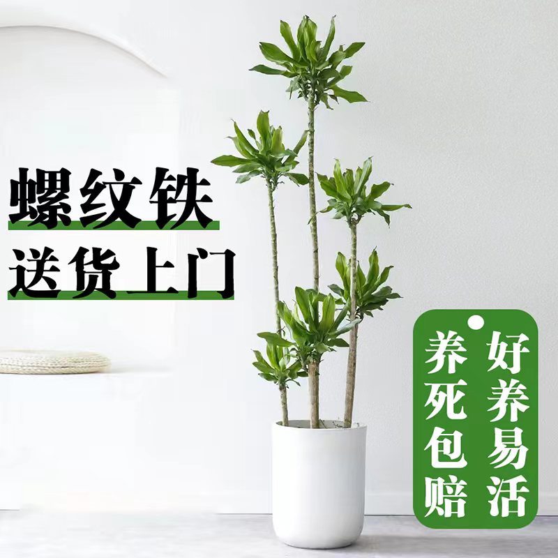 螺纹铁植物盆栽室内大型网红真绿植客厅阳台净化空气步步高造型