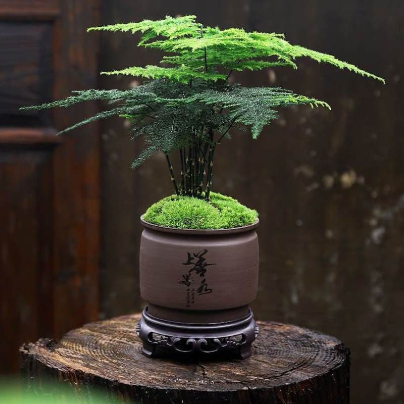 植物办公室四季青桌面净化花卉盆小绿植景盆栽空JUE4372好气文竹