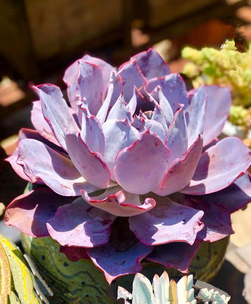 稀有晚霞大型大颗三仙之一一多植物品种盆栽多肉植物
