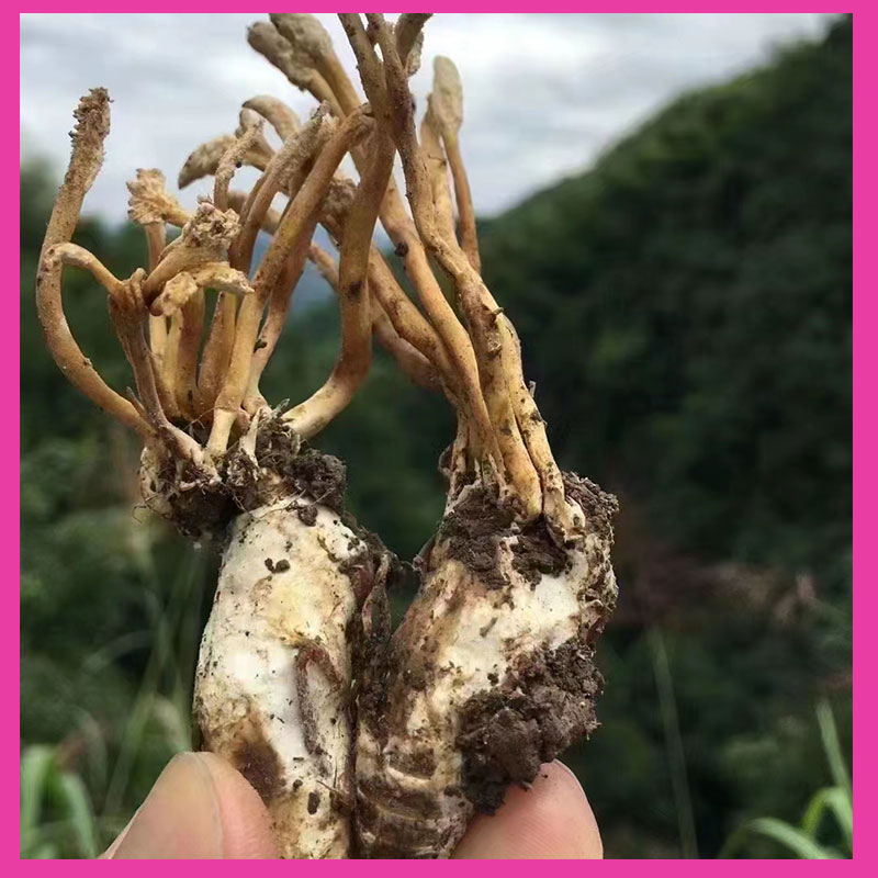 金蝉花野生500g精选蝉花虫草金蚕花知了花禅花孢子粉汤料食材煲汤