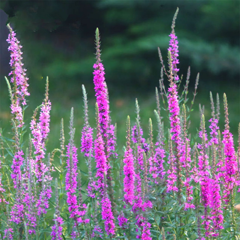 千屈菜花水柳盆栽种子多年水生可地栽耐寒耐热宿根花卉花籽
