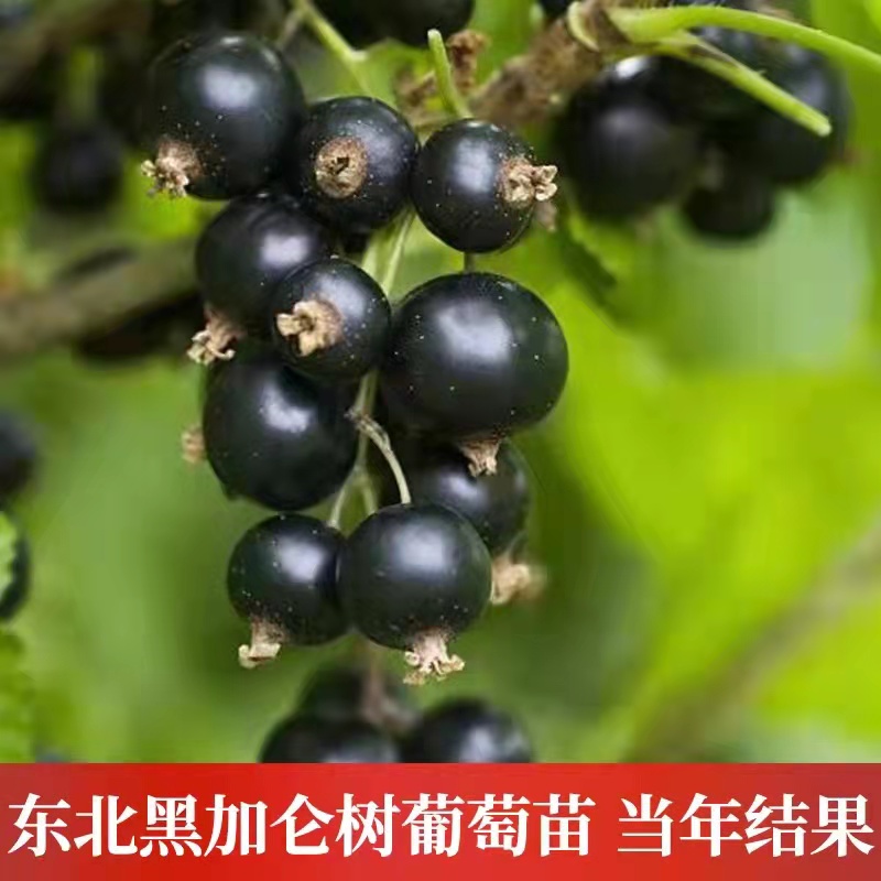 东北黑加仑树葡萄苗耐寒不搭架不爬藤南北方种植庭院盆栽当年结果