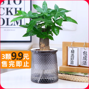 小发财树盆栽室内植物花卉室内盆景摆件水培办公桌面绿植招财好养