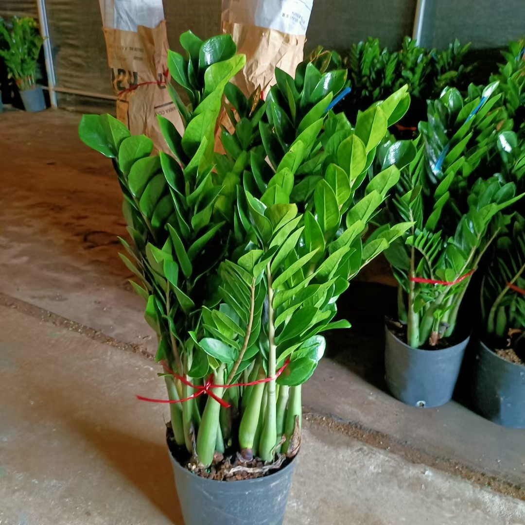 1,摇钱树又名金钱树金钱榕,多年生草本植物天南星科雪芋属,小叶椭圆状