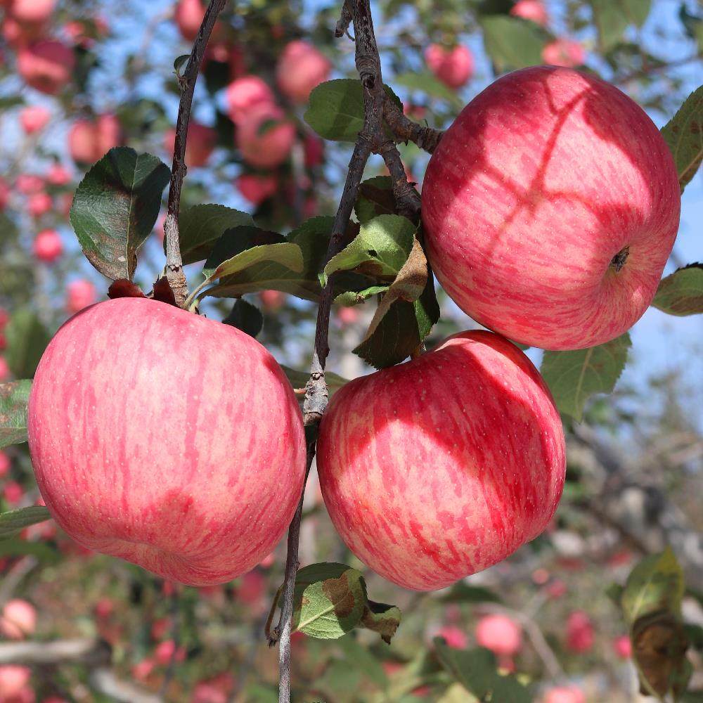 苹果水果5斤新鲜一整箱包邮