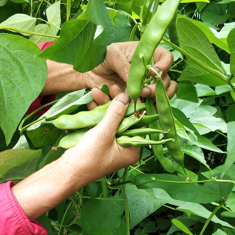 东北油豆角 新鲜蔬菜非一点红特产九月青开锅烂现摘顺丰包邮在类目 水产肉类/新鲜蔬果/熟食, 新鲜蔬菜/蔬菜制品, 新鲜蔬菜, 其它中 - 来自Buy2taobao.com提供专业的淘宝代购服务