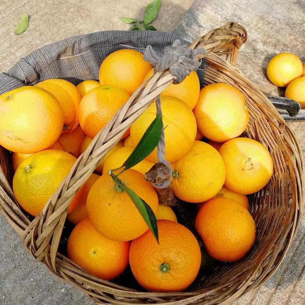 湖北宜昌新鲜现摘秭归脐橙甜手剥冰糖橙子应季水果非赣南脐橙10斤