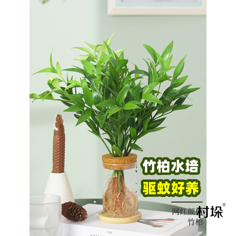 Nageia Hydroponics Botany Water to keep Mosquito repellent indoor a living room desktop Green plant Potted plant flowers and plants Evergreen Saplingin the Flower delivery/Flowers simulation/Plants gardening , Flowers/Potted plants (New) , 造型盆景 category - from Buy2taobao.com to provide professional Taobao agent buy service