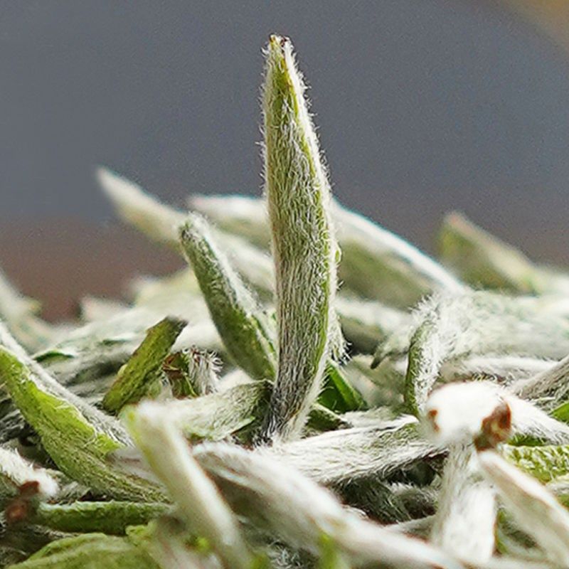 白毫银针白茶2021新茶福鼎白茶全芽头高山头采首日芽大白毫礼盒装