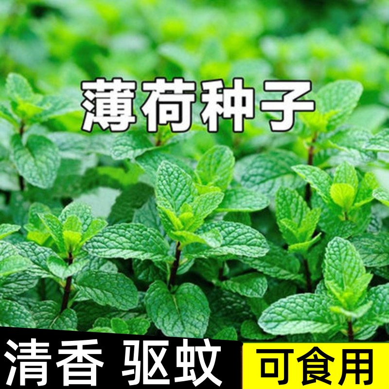 可食用薄荷种子留兰香柠檬苗猫薄荷四季播种室内阳台盆栽花种籽子