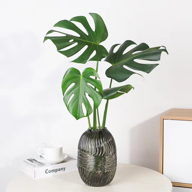 龟背竹水培植物北欧风网红绿植室内办公室大叶水养四季常青植物