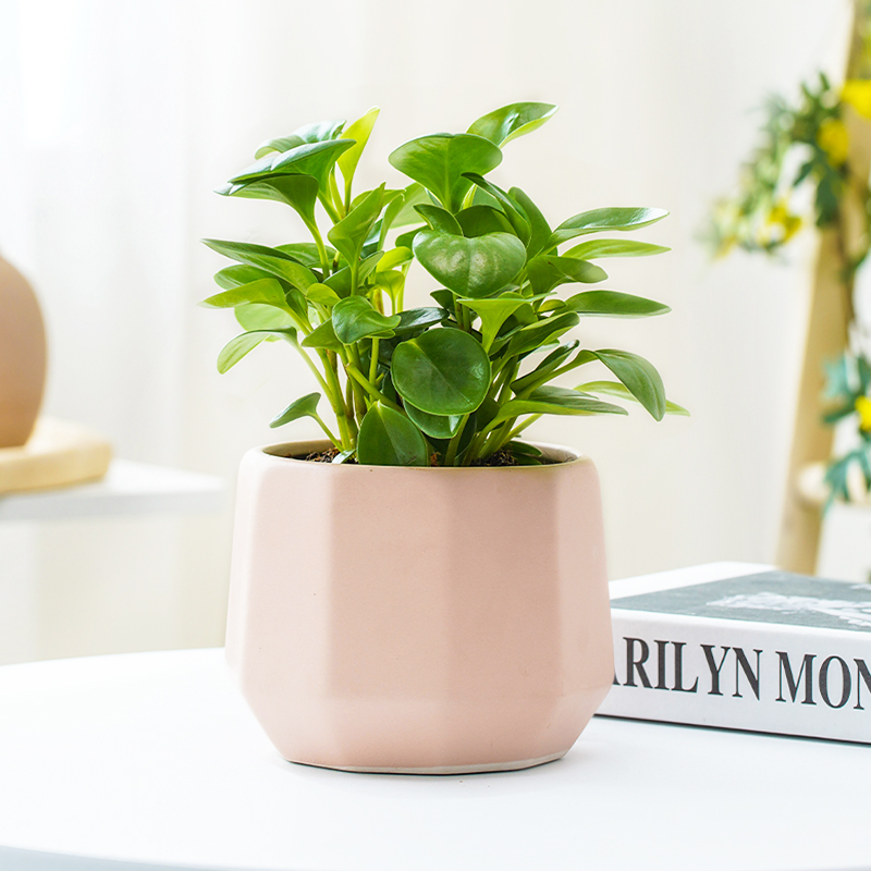 电脑宝贝盆栽桌面绿植室内办公室小型盆栽四季常青好养植物