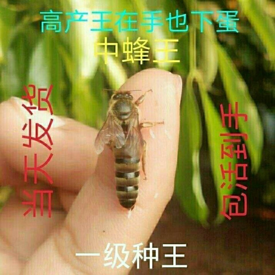 中蜂王活体蜜蜂群蜂王种王双色红背王红背王阿坝王土蜂王新开产王