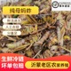 鲜活速冻纯母蚂蚱烧烤食材人工去翅蝗虫昆虫东亚飞蝗去翅顺丰快递