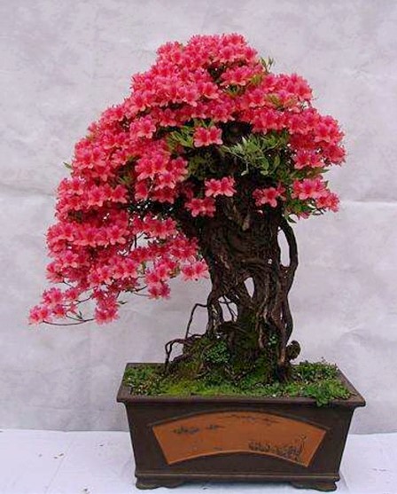 映山红小老桩杜鹃花树桩熟桩真花室内花卉盆栽庭院地景绿植除甲醛