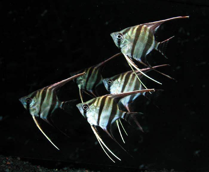 神仙鱼燕鱼秘鲁七彩神仙群游热带观赏小型鱼苗活体淡水熊猫燕红头