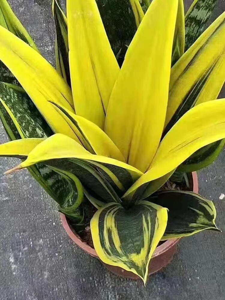 金边虎皮兰(金边虎皮兰怎么扦插)