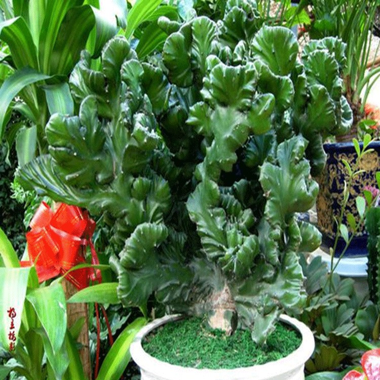 玉麒麟盆栽麒麟掌招财防辐射吸甲醛植物仙人掌盆景五指山带根好养